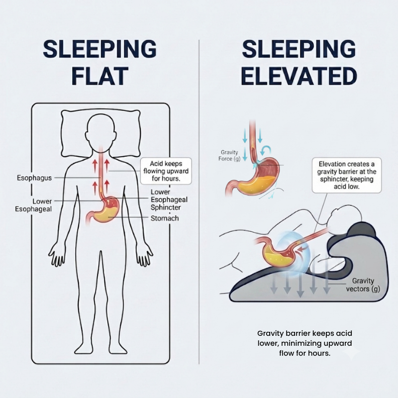 Anatomy diagram — pepsin rising vs blocked at 30°